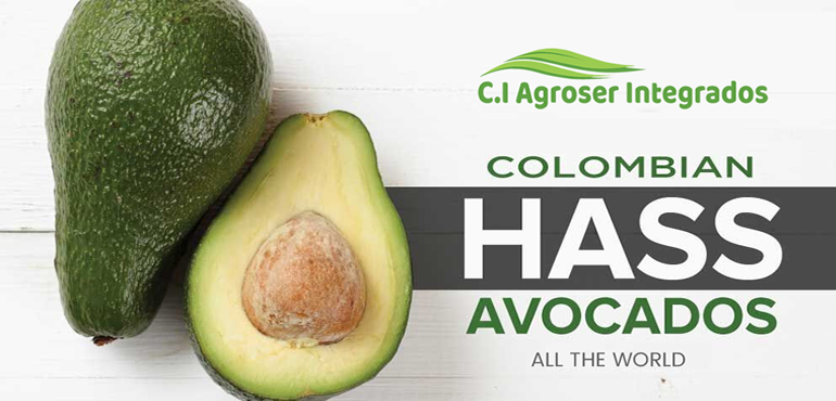 AGUACATE HASS